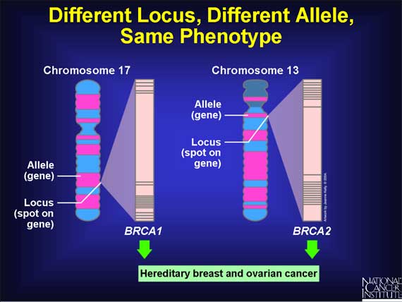 BRCA1 og BRCA2