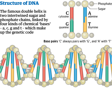 DNA structure 001